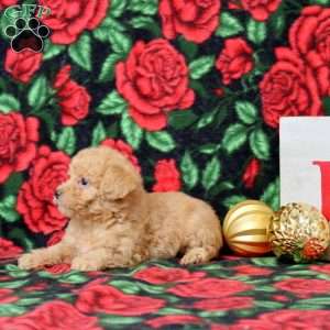 KYNE, Morkie-Poo Puppy